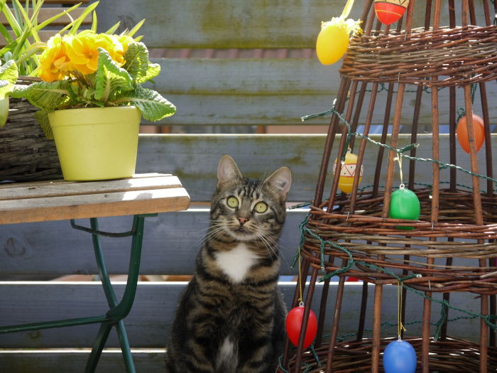 Farouche  (er kommt aus einer französischen Tötungsstation)