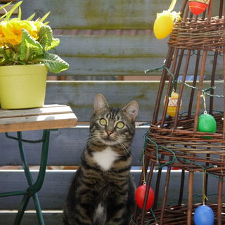 Farouche  (er kommt aus...