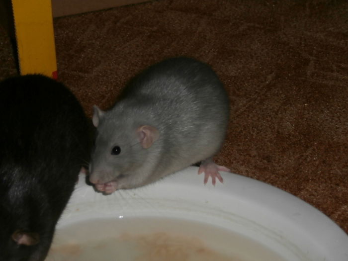 Amy, eine meiner blauen Ratten beim Reis-Fischen (daher das trübe Wasser) :-)