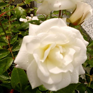 Schneewittchen nach dem...