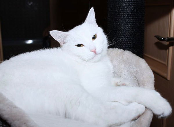 Mischa - Not-Fell aus Moskau, dort total schmutzig und verwurmt aufgelesen, hierher gebracht - dann habe ich ihn adoptiert :) Meine ganz große Liebe !
