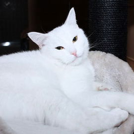 Mischa - Not-Fell aus M...