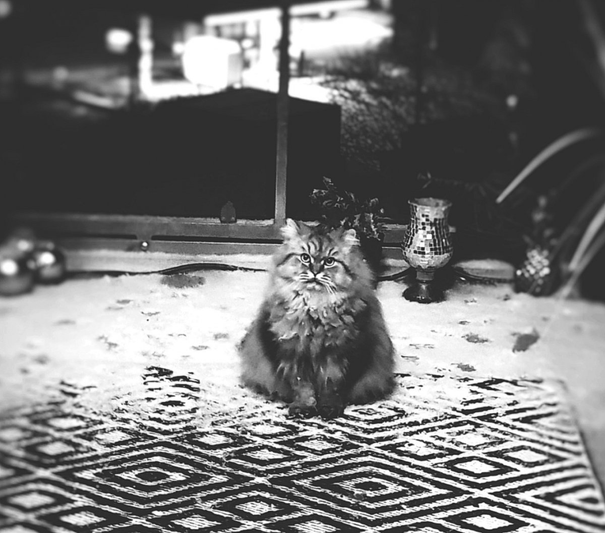 Mogli im Schnee 2019