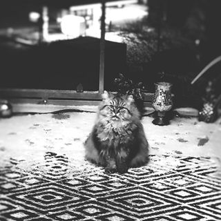 Mogli im Schnee 2019