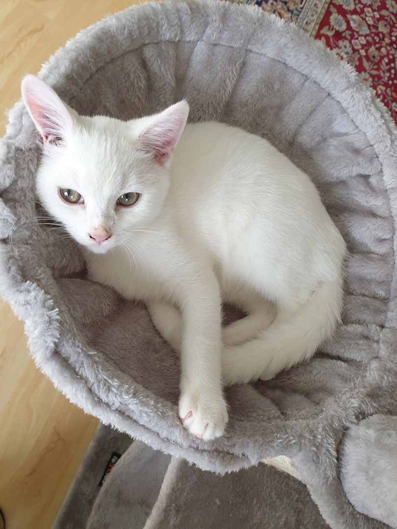 Milky (männchen), ca. 4,5 Monate alt