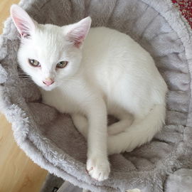 Milky (männchen), ca. ...