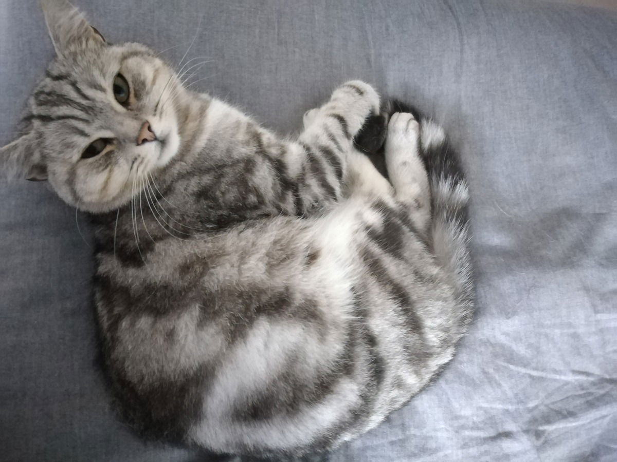 Alfi am relaxen...