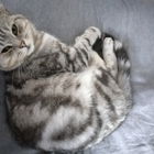 Alfi am relaxen...