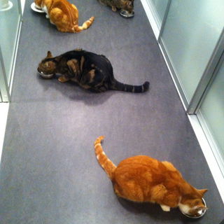 Gemeinsam im Katzenrest...