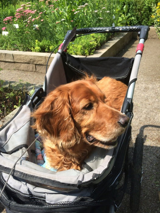 mein Dreibein Joe Cocker