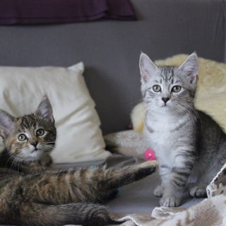 Arriflex und Silberpfei...