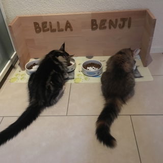 Fütterung der Raubtier...