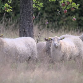 Meet the sheep! Hier un...