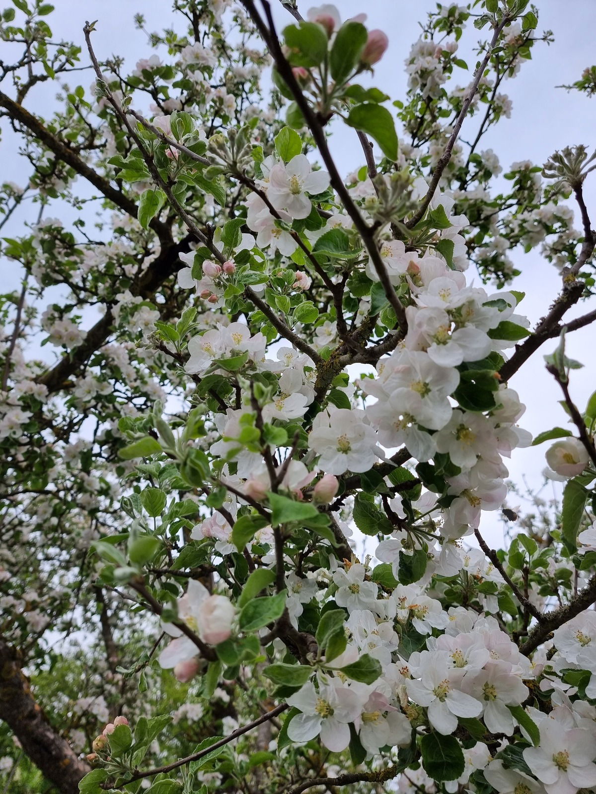 Frühling pur! Meine ewige Liebe! 🌸💮🌷⚘️♥️