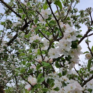 Frühling pur! Meine ew...