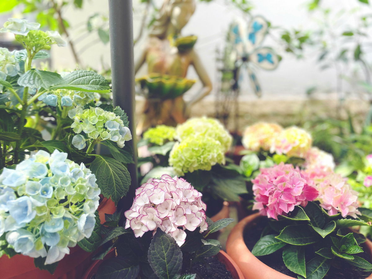 - Colors and beauty 🥰 in our garden -