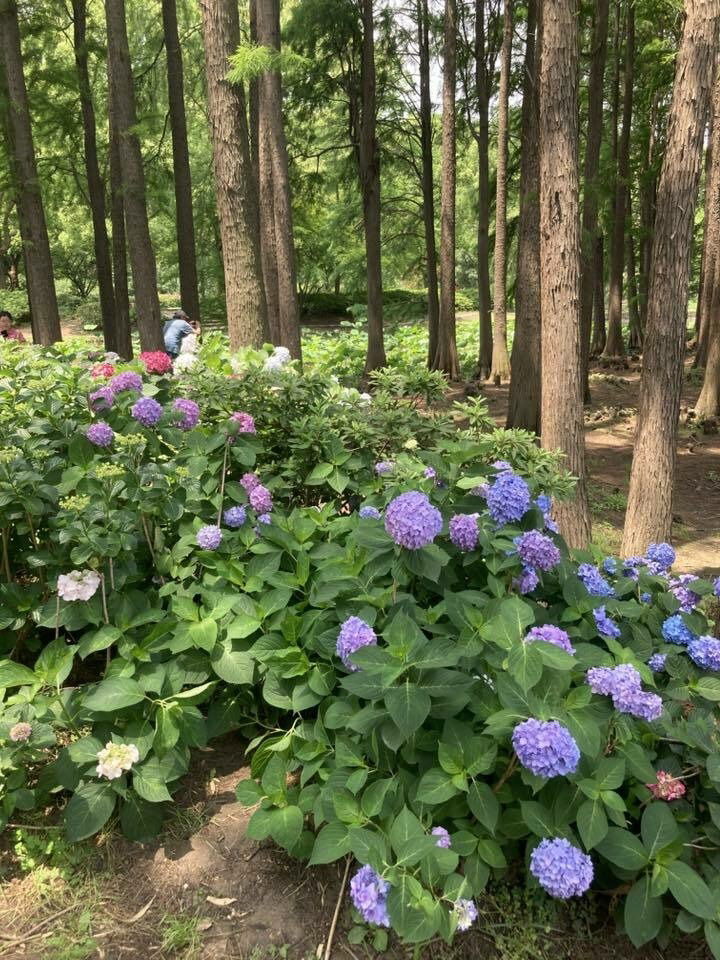 Hortensienwald in Turtle Island (Wu-Xi, Jiangsu Provinz)