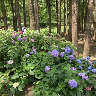 Hortensienwald in Turtl...