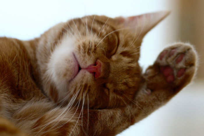 Schlaf Muffin, schlaf