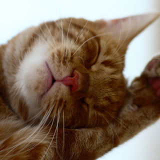 Schlaf Muffin, schlaf...