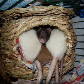 Ein Kopp und ein Arsch?...
