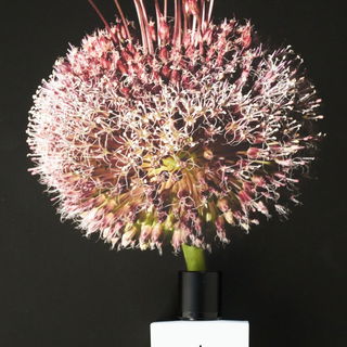 bessere Männer gedeihe...