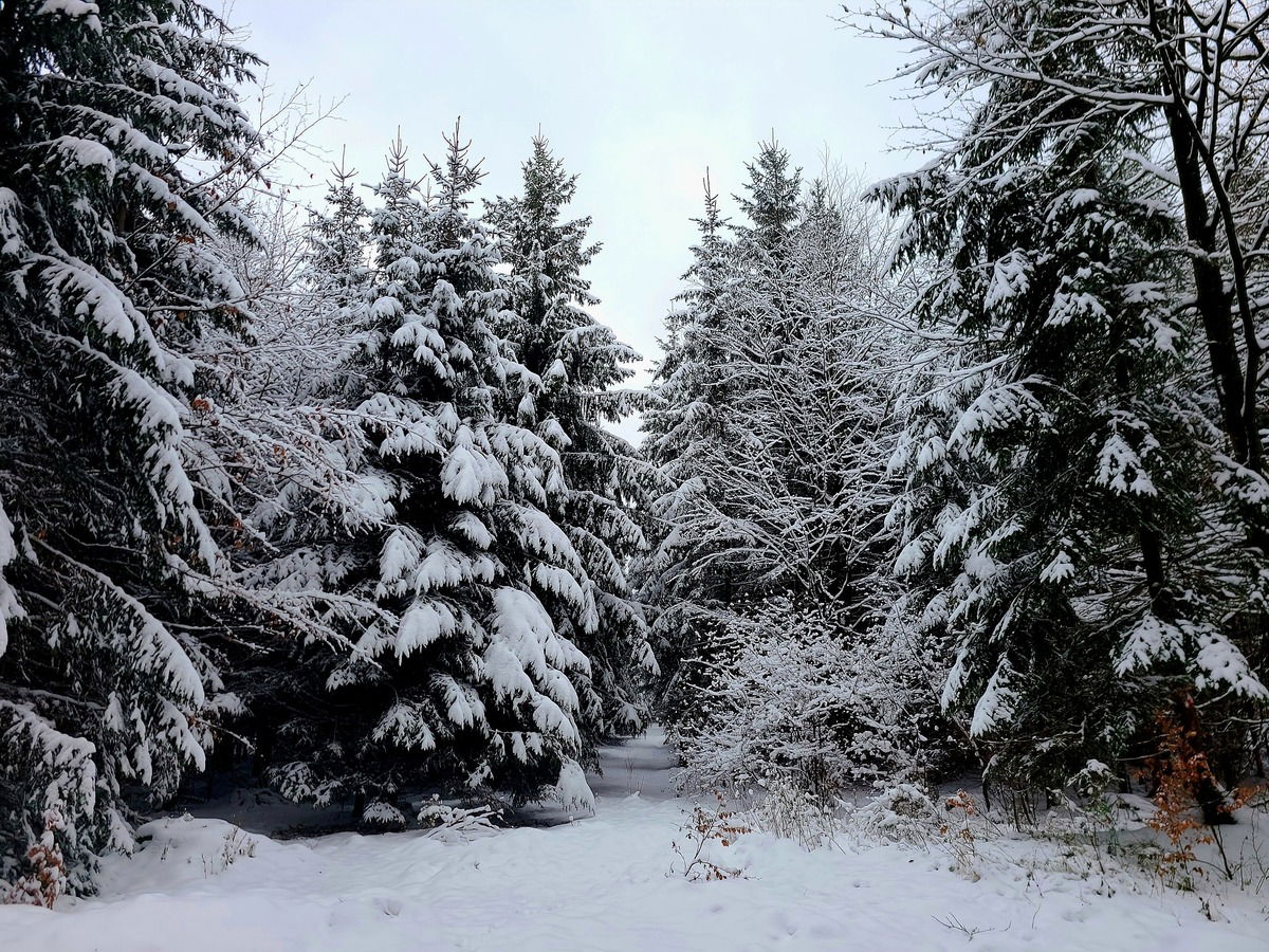 ❄️Wintertraum❄️