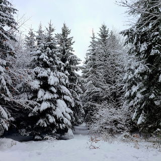 ❄️Wintertraum❄️