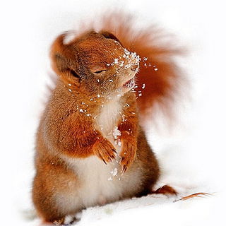 Ha...ha...hatschiiiiii...