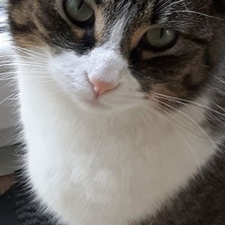 Die Mia, mit dem tollen...