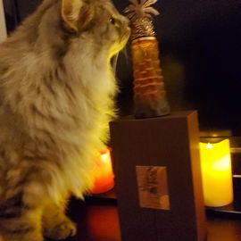 My cat thinks it's a we...