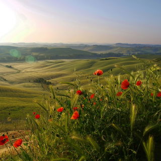 Wo die Seele ihr zu Hau...