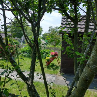 Mirabellenbaum in unser...
