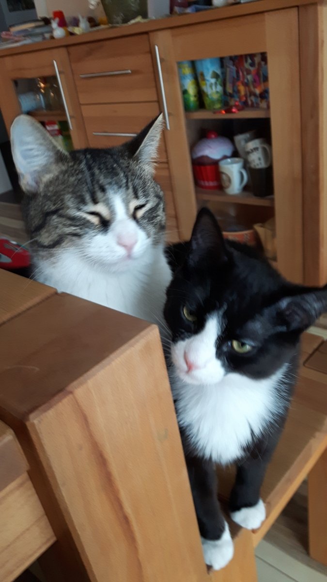 Mia und Mohrle, sie gehören mir immer Mittwochs, Mia die auf Vanille d Iris steht