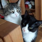 Mia und Mohrle, sie geh...