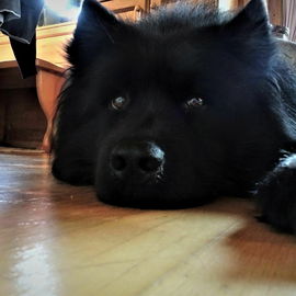Bruno