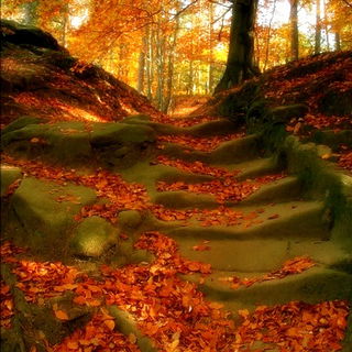 Mein Lieblings-Herbstbi...