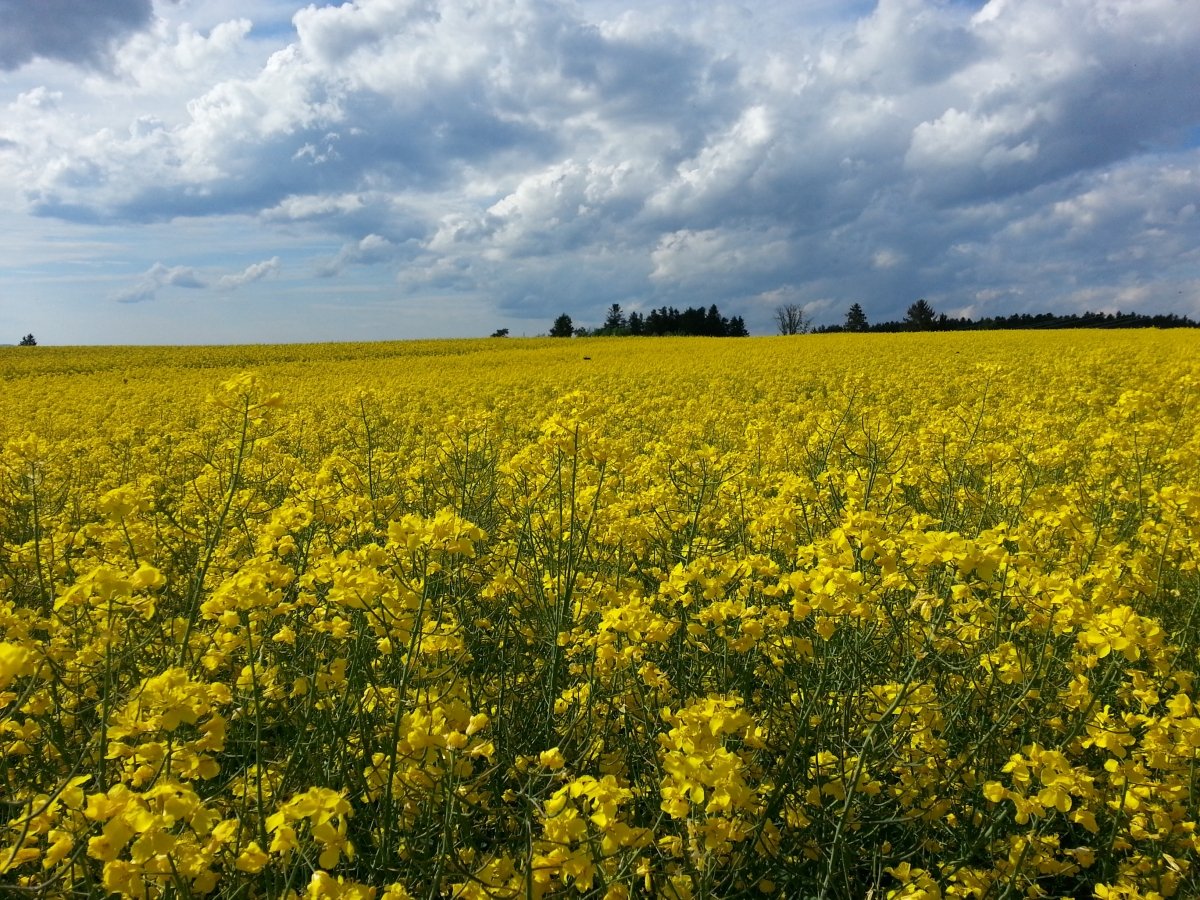 Man kann den Raps förmlich riechen