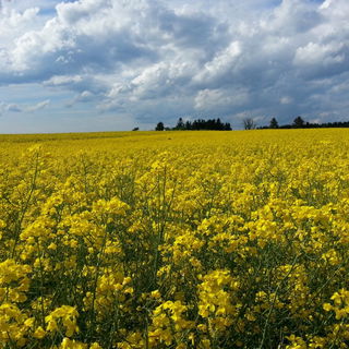 Man kann den Raps förm...