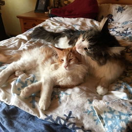 Brucelie und sein neuer...