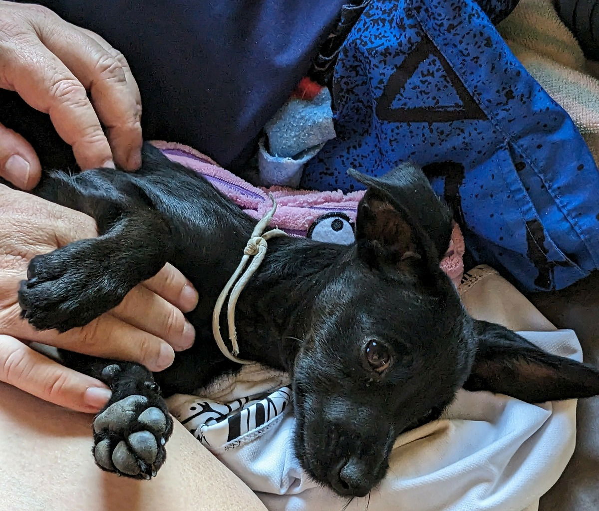 Uma.Die süßeste Schnüffelnase, die ich kenne.❤️