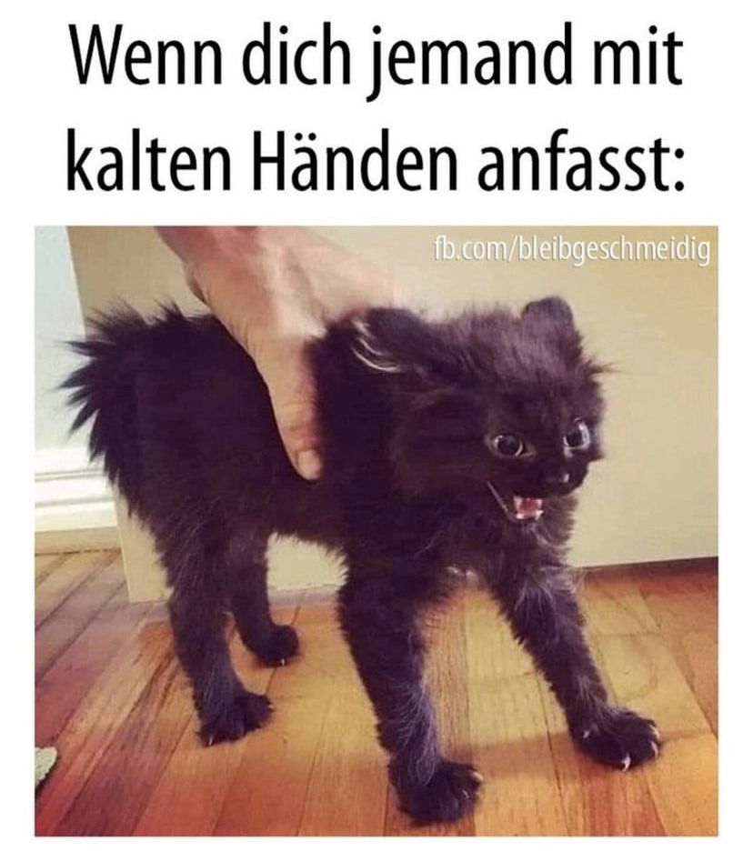 Jetzt endlich auch mit Katzenbild :-D