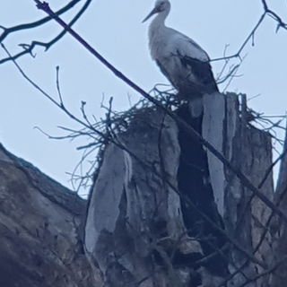 ❤️ Und er klappert ...