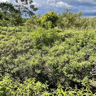 Zitronenverbene - Gärt...