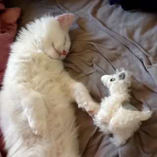 Johnny Knickschwanz - d...