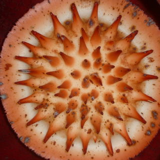 Stempel der Rafflesia...