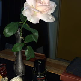 A rose above Une Rose...