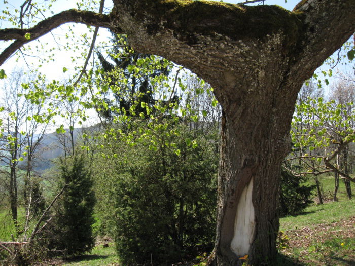 Bäume stehen Kopf...