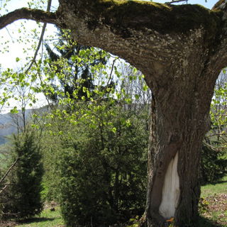 Bäume stehen Kopf...