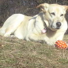 Susi